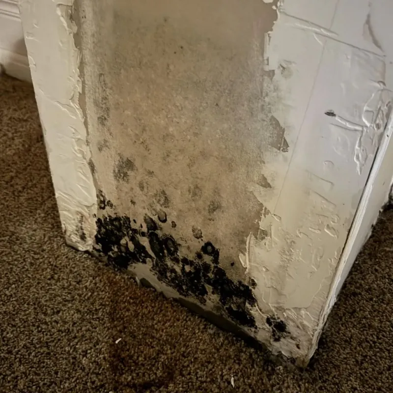 Professional Mold Removal in Candia, NH
